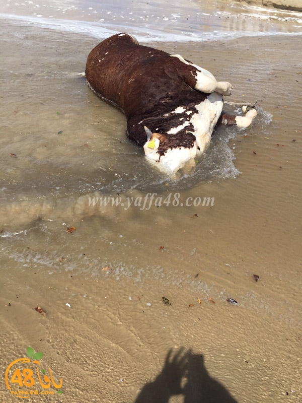 cow yaffa seak3 (4).JPG